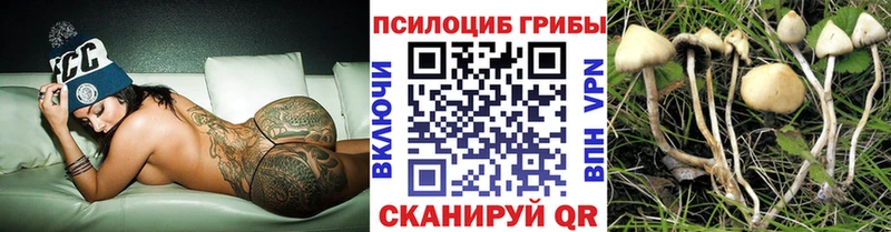 купить наркотик  Фокино  Псилоцибиновые грибы Psilocybe 